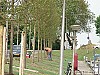 0508 Nieuwe bomen planten aan de Westerkaai