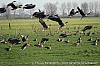 Truus Eenkhoorn - 10-12-2008 - Opvliegende ganzen aan de ringweg. 1.jpg
