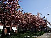 Isara - 21-04-2009 - mooie bloesem aan de bomen in de pr  Beatrixstraat 1.jpg
