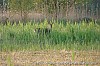truus eenkhoorn - 10-05-2009 -  2.jpg