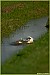 Pieter Polman - 3-10-2010 - zwaan die zich aan  het  wassen is 1.jpg