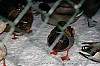 pieter polman - 10-01-2010 - eenden  in  de  winter kou op zoek  naar  eten 1.jpg