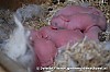 Jolette - 05-04-2011 - Nestje met 6 konijntjes 1 dag oud!! (teddy widders) 1.jpg