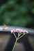 N.Westrik - 5 septembew - kolibri vlinder 1.jpg
