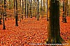 Johan Bakker - 04-12-2012 - Een tapijt van bladeren. 1.jpg