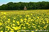 Johan Bakker - 23-05-2012 - Bloeiende boterbloemen op het hoge land van Vollenhove. 1.jpg