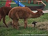 Jannes van den berg - 02-09-2013 - Geboren Alpaca - kinderboerderij te genemuiden 1.jpg