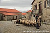 Johan Bakker - 08-04-2013 - Portugal. Een herder met schapen. 1.jpg