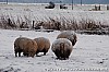 jannes v d berg - 10-02-2013 - schapen in de sneeuw 1.jpg