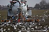 pieter polman - 3-4-2013 - het uitrijden van mest  waar meeuwen nog even een lekker hapje uithalen 1.jpg