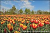 Johan Bakker - 17-04-2014 - Bloeiende tulpen in de Noord-Oost-Polder. 1.jpg