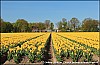 Johan. Bakker - 16-04-2014 - Bloeiende tulpen in de Noord-Oost-Polder. 1.jpg